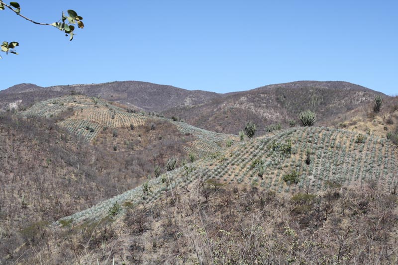 upland agaves above santa ana del rio